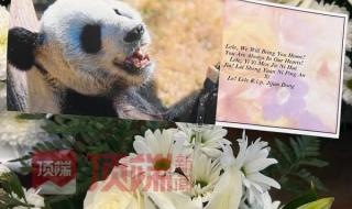 熊猫乐乐身上的血洞 熊猫乐乐身上的血洞